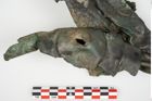 Foto von Bronzephalere (NHMW-PRAE-026093)